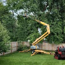 Tree Services